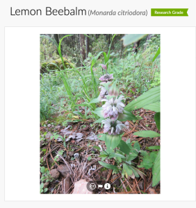 Photo of a pale purple flowers on a green stem amid a grassy forest floor.